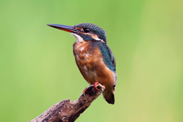 Vogel-Eisvogel auf einem Ast