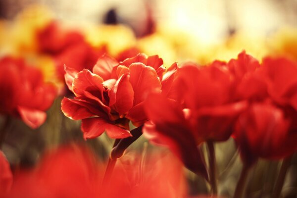 Scarlet flowers and yellow in the sunlight