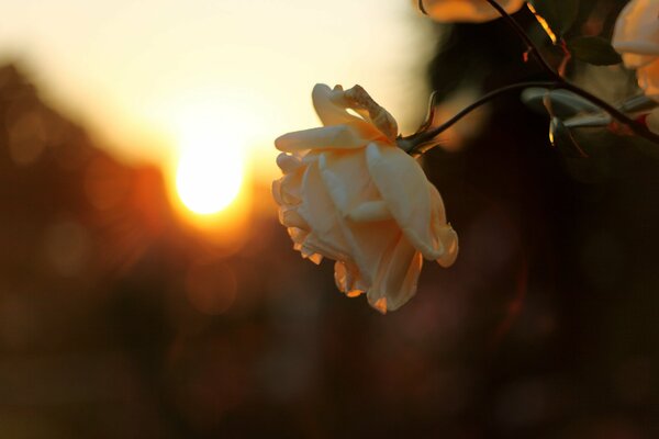 A rosebud on the background of an orange sunset