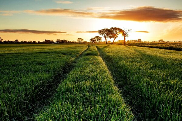 Prairie d été vert au lever du soleil