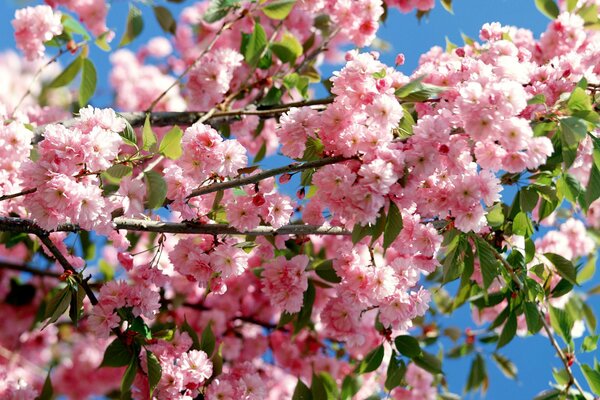 Beautiful cherry blossoms in Japan