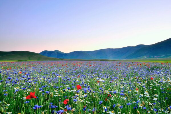 Valle de las flores con una variedad de amapolas y margaritas