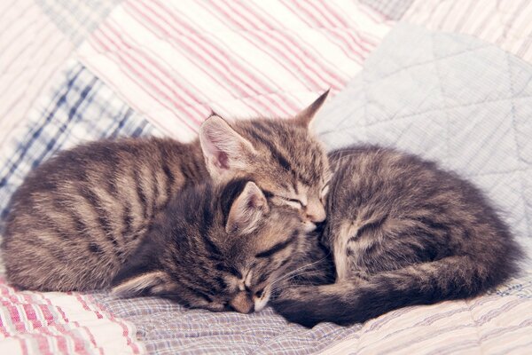 Chatons domestiques dorment doucement sur une couverture