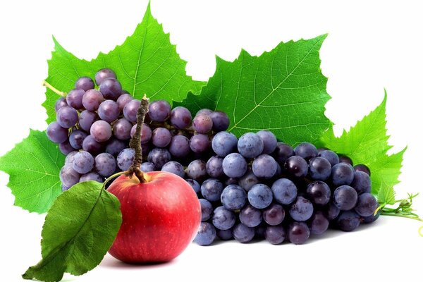 A bunch of wine blue grapes with an apple