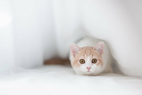 Chat léger furtivement sous le tissu