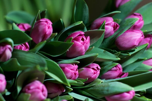 Bouquet of fuchsia tulips with green leaves