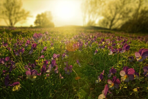 Beautiful pansies at dawn