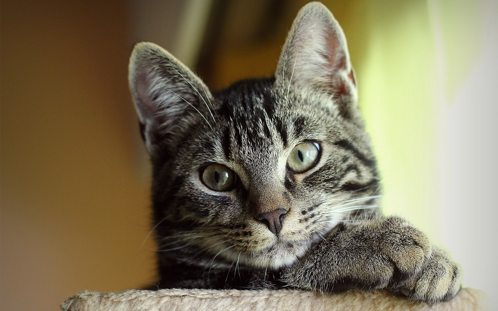 katze katze gestreift kote schnauze