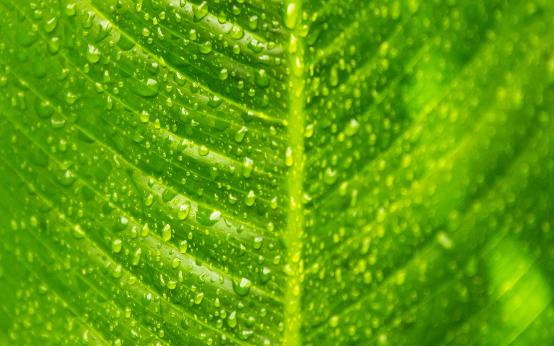 feuille macro veines vert gouttes