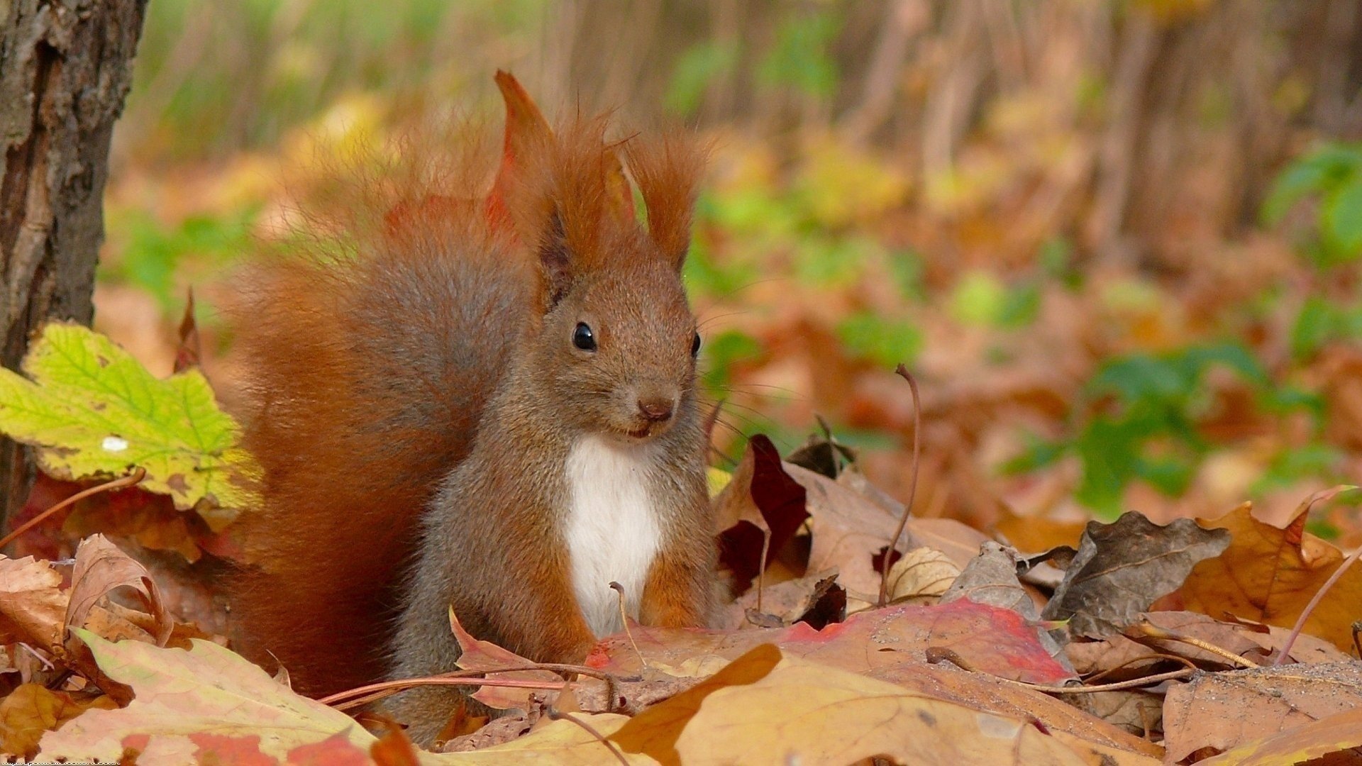 quirrel wiewiórka jesień liście