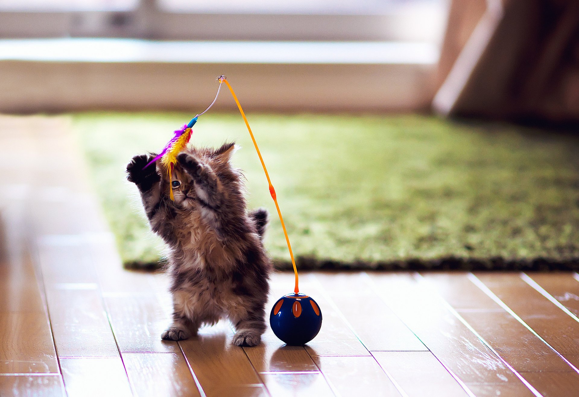 chat jouet boule plumes daisy jeu ben torode chaton