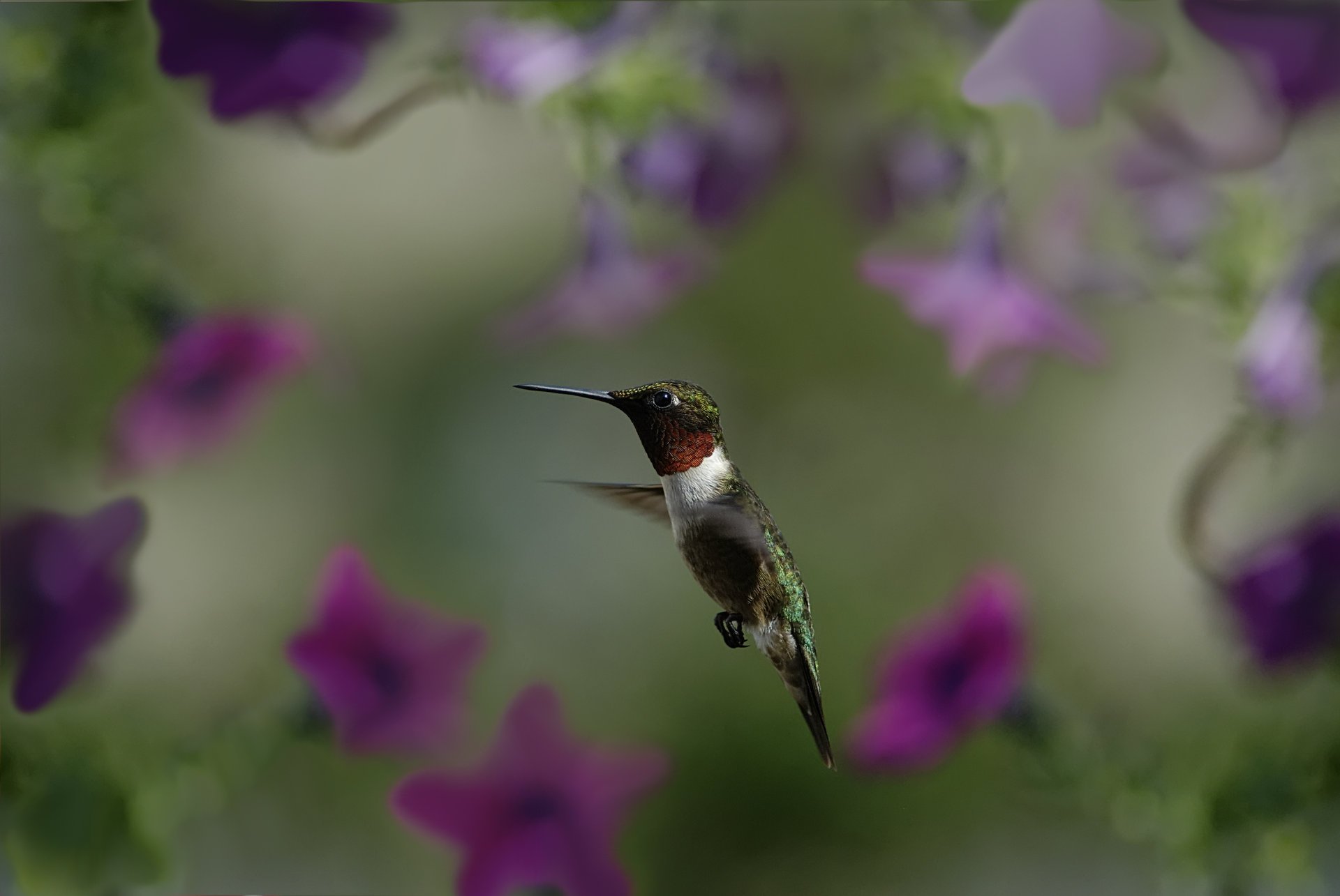 gros plan fleurs flou colibri oiseau birdie vol