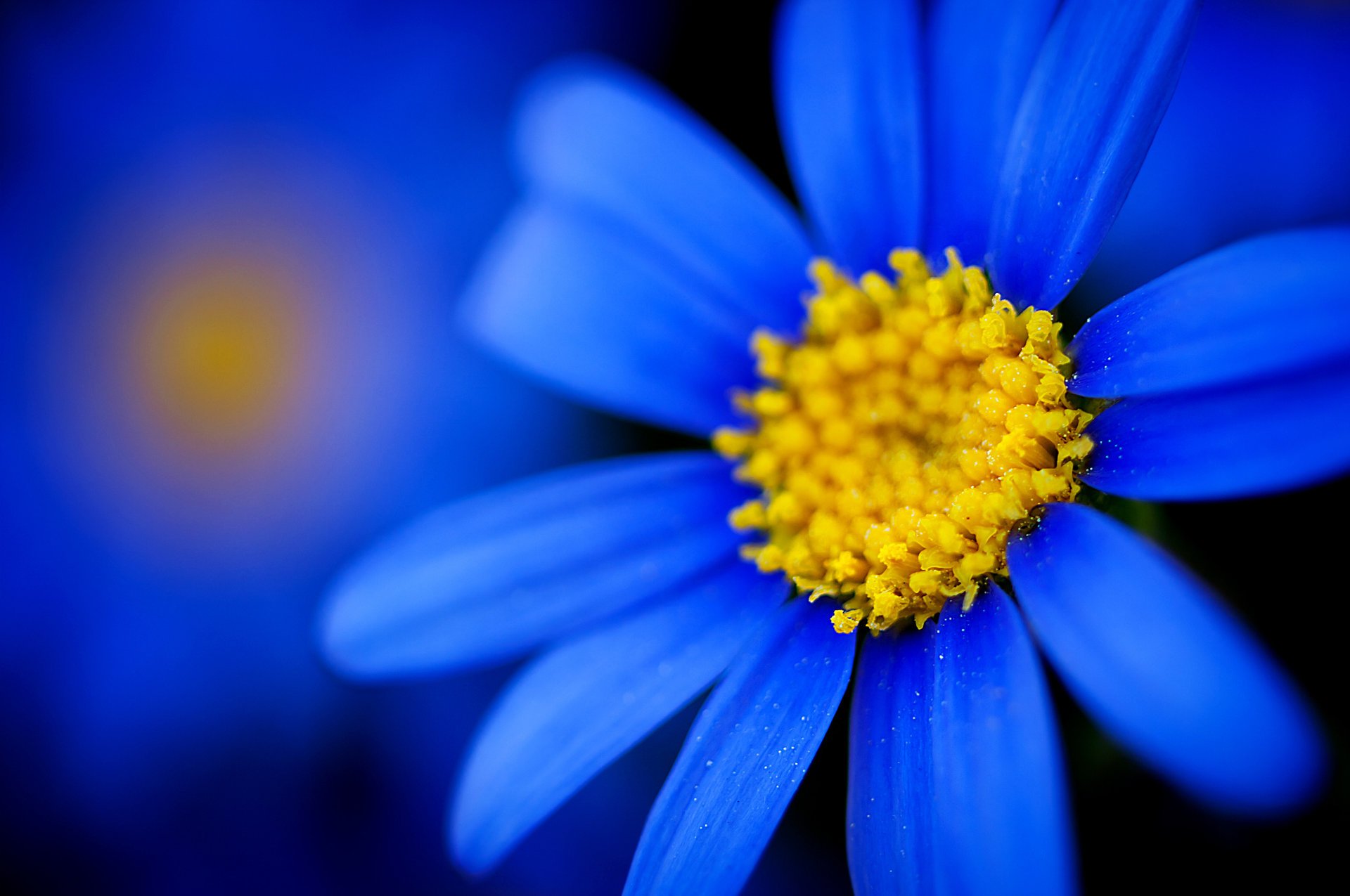 flor desenfoque enfoque pétalos macro azul