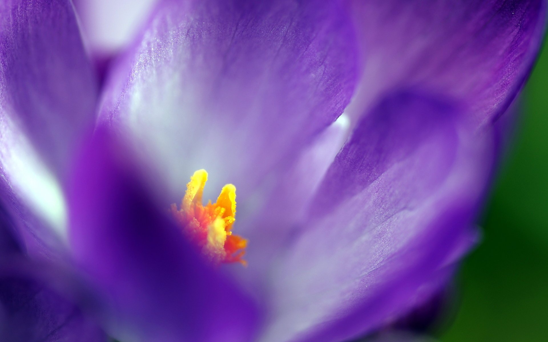 flower macro nature