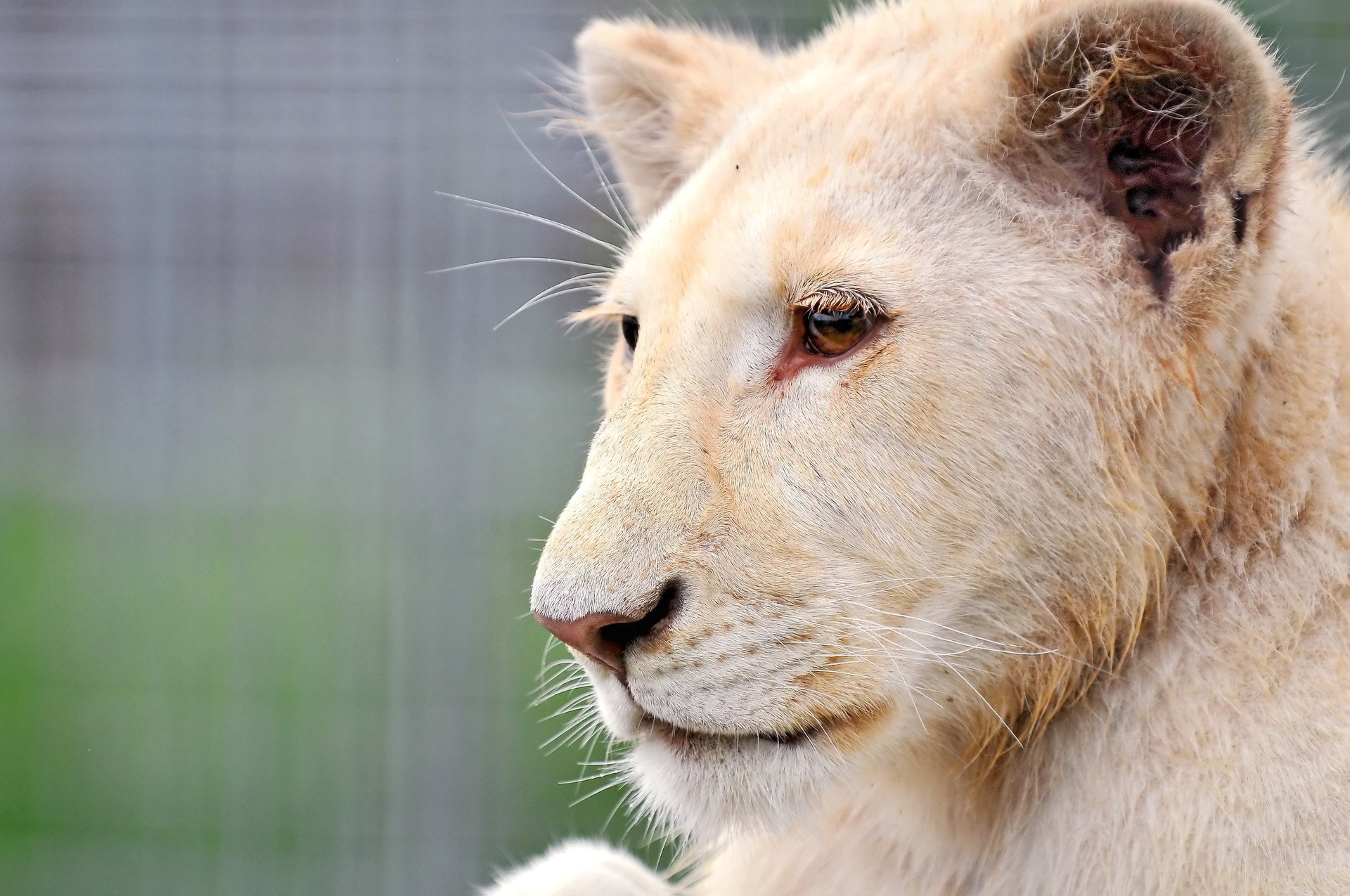 löwe weiß löwe albino profil schnauze