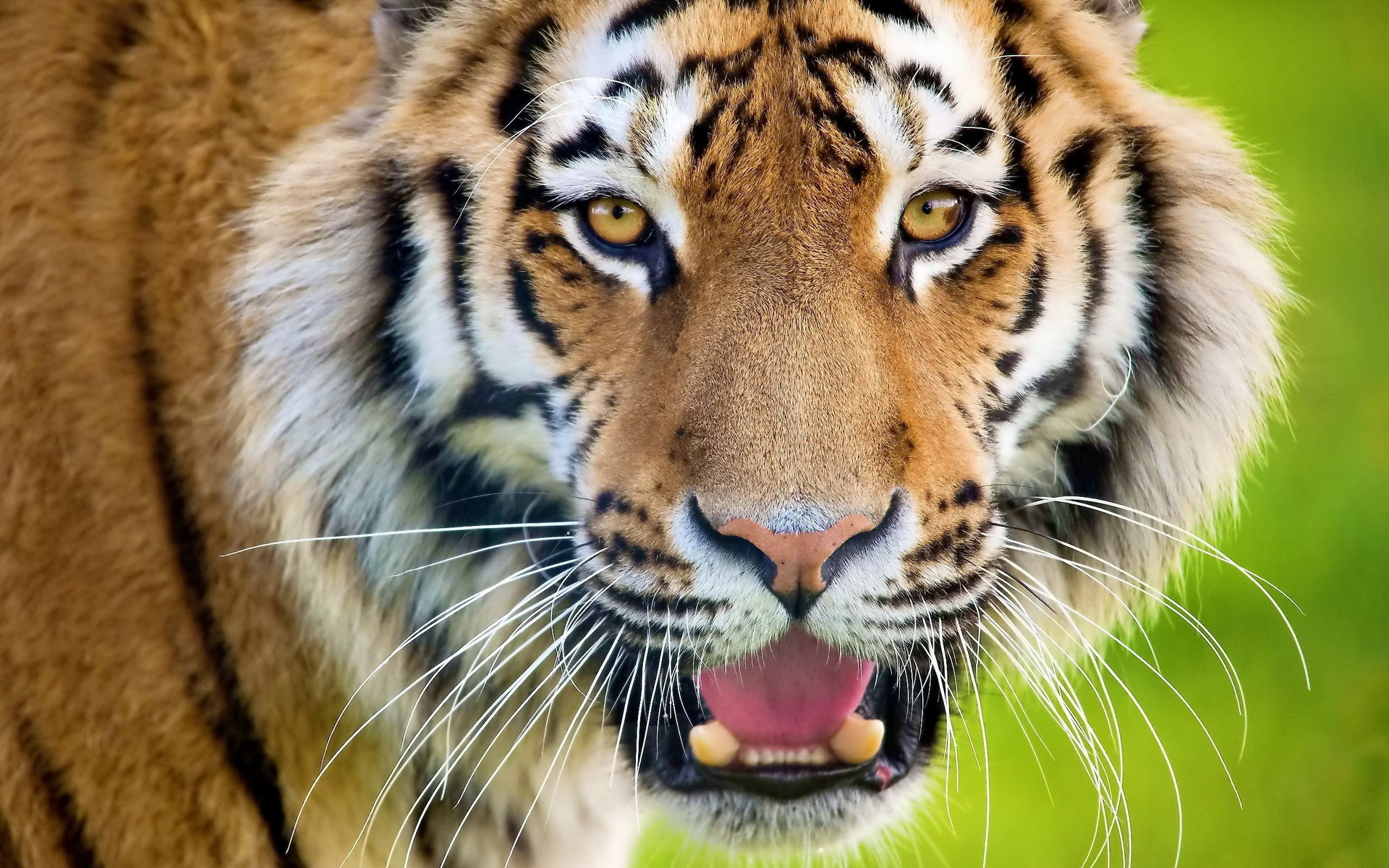 tiger strips look face looks mustache cat