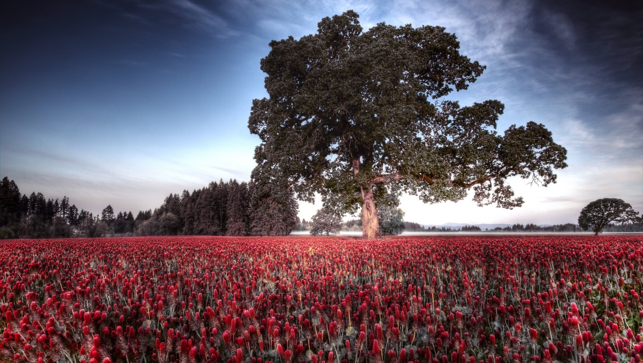 flowers nature spring trees tree field