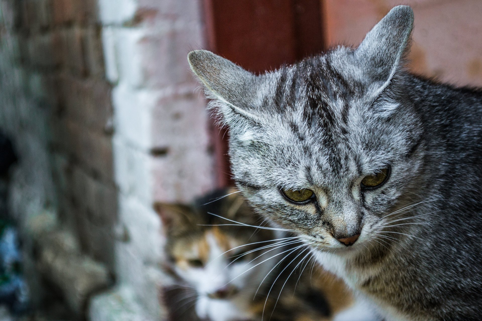 animaux phoques chat gris