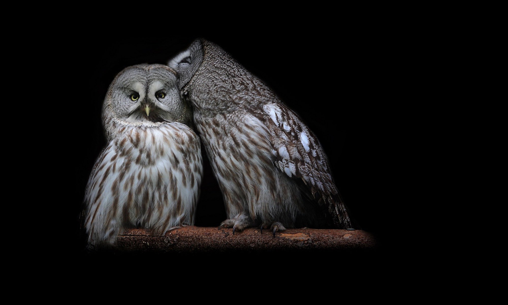 oiseaux couple plumes assis hiboux fond noir branche