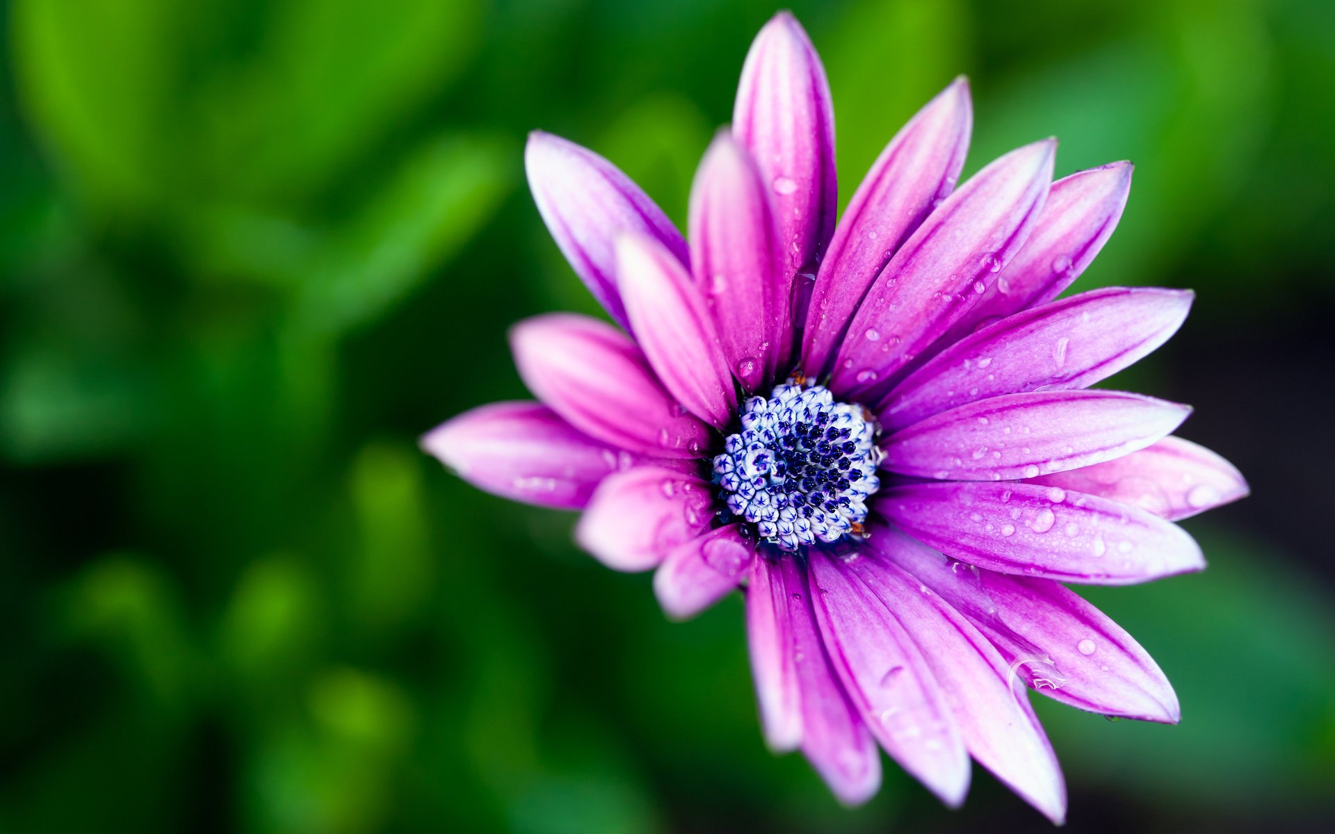 fleur pétales bokeh peinture pétales macro macro rosée fleur