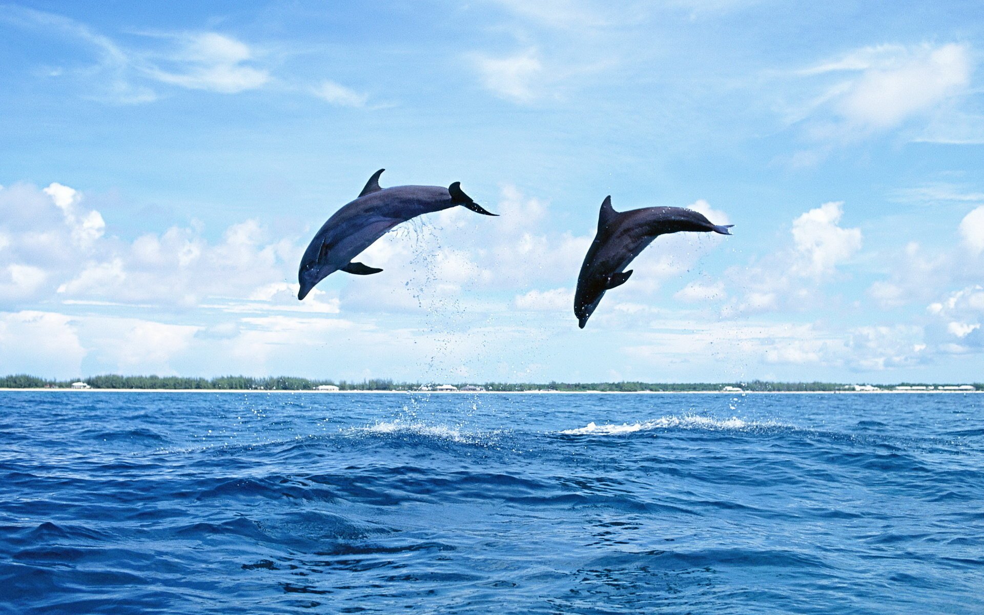 delfines mamífero salto agua naturaleza mar