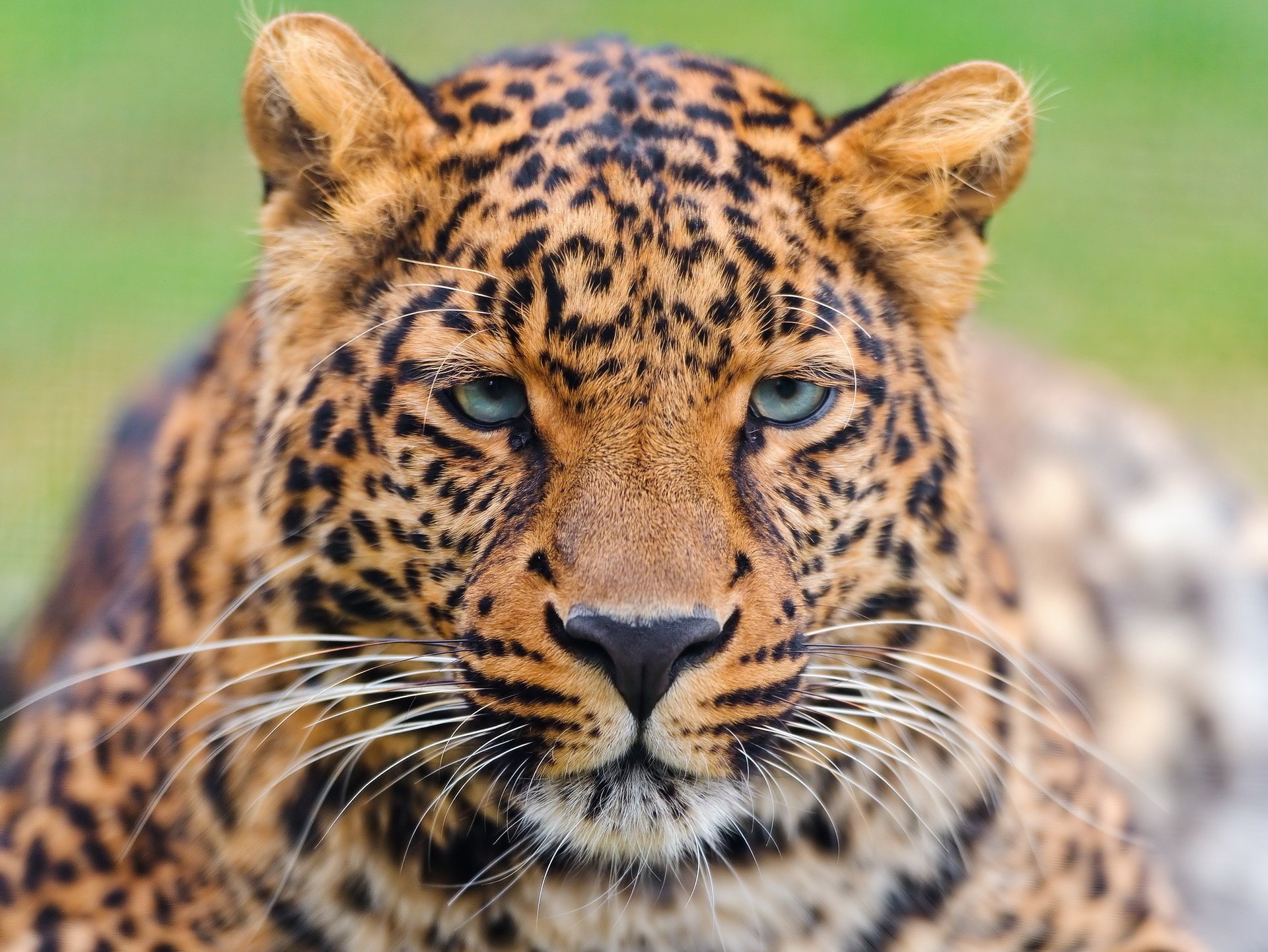 leopardo bello baffi sguardo leopardo panthera pardus muso