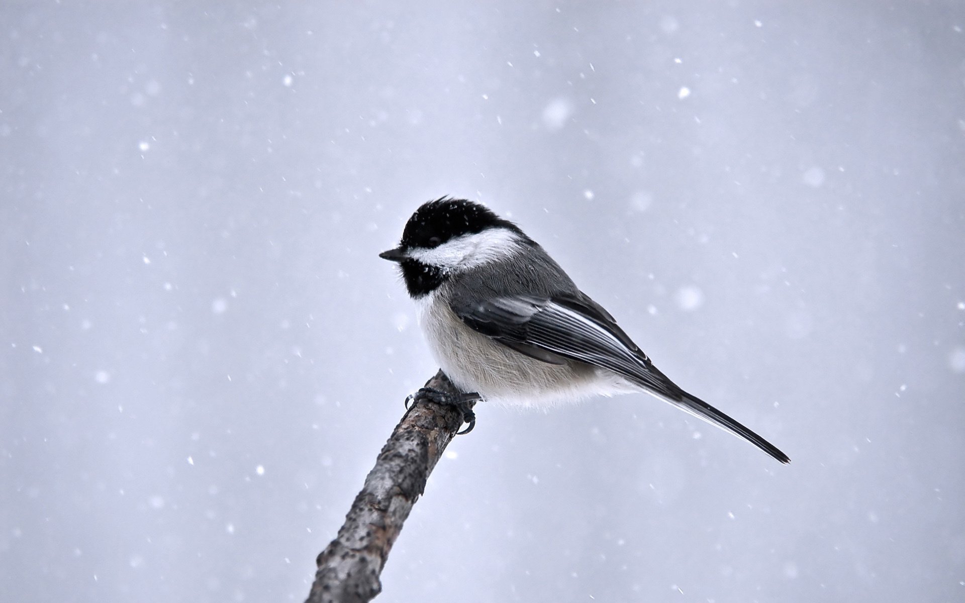 bird minimalism branch snow tit winter