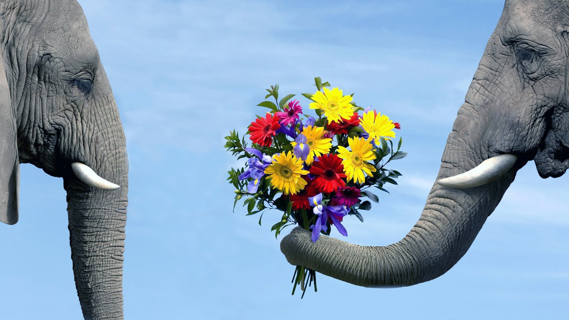 elefante flores fondo pareja cielo elefante ramo azul