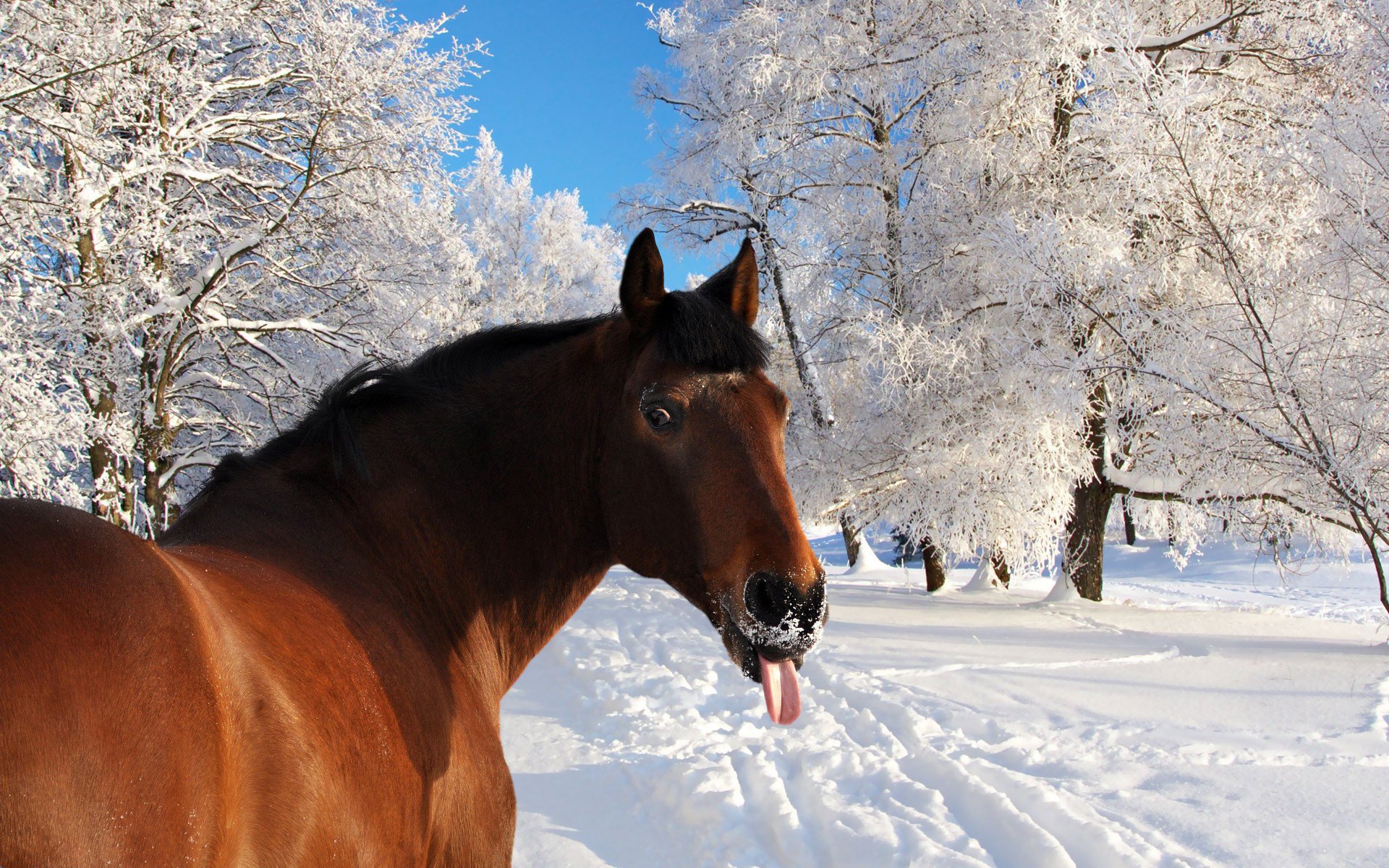 caballo lengua nieve invierno