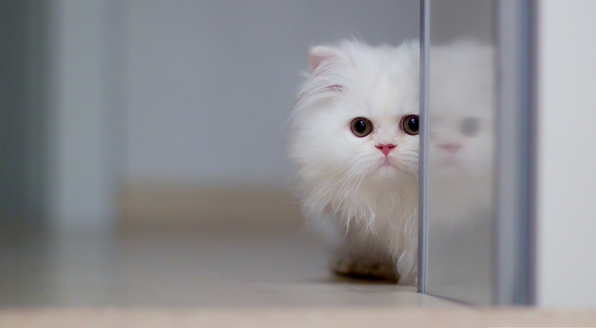 white kitten view