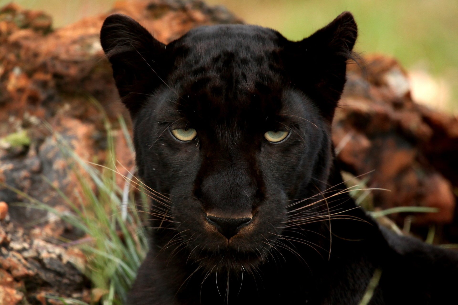 panther black leopard eyes big cat