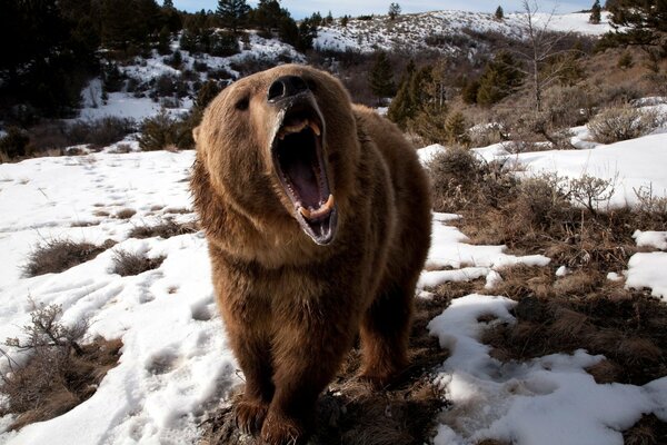 Oso abrió la boca en la naturaleza