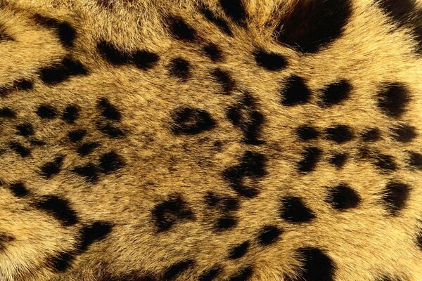 Pelliccia di leopardo per sfondo del desktop