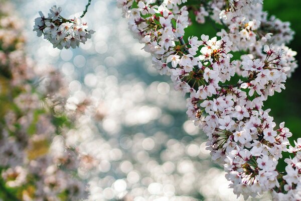 Fioritura primaverile alberi da frutto