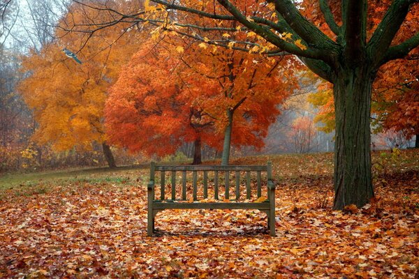 Eine Bank im Herbstpark unter Laub