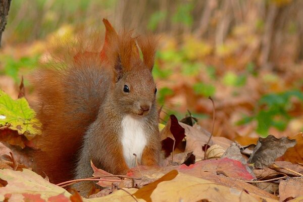 Squirrel arrow collecting nuts