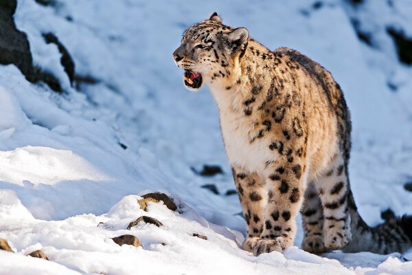 A snarling snow leopard on a snowy mountainside