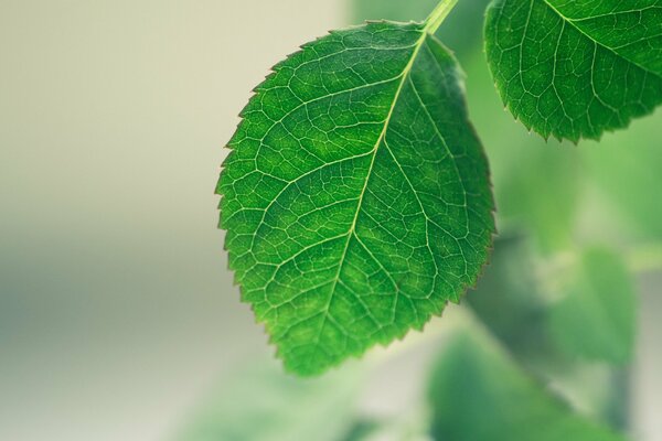 Foglia delicata su sfondo verde