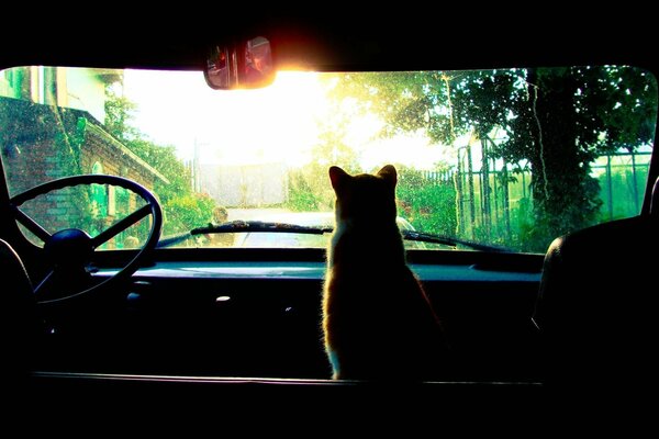 Gatto all interno di un auto che guarda la pioggia