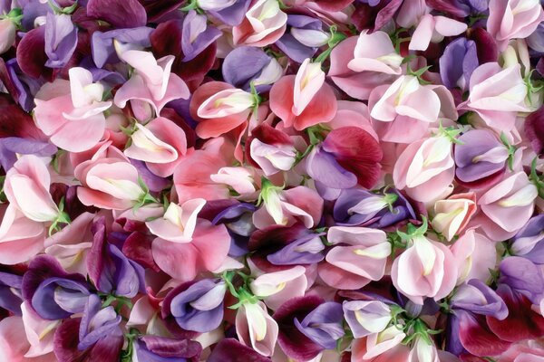 Dispersione di petali rosa e bianchi viola