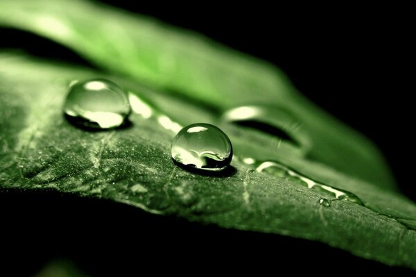 Dew black background green