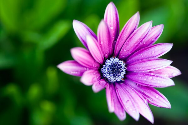 Morning flower, bright colors of summer