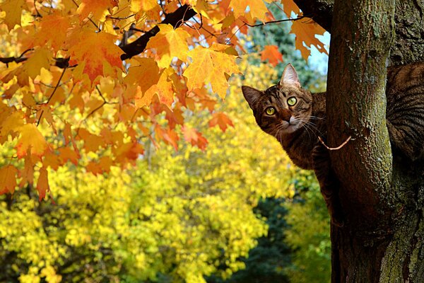 In autumn, a striped cat looks out from a yellowed maple tree