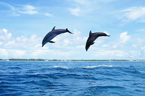 Delfines saltando en el mar