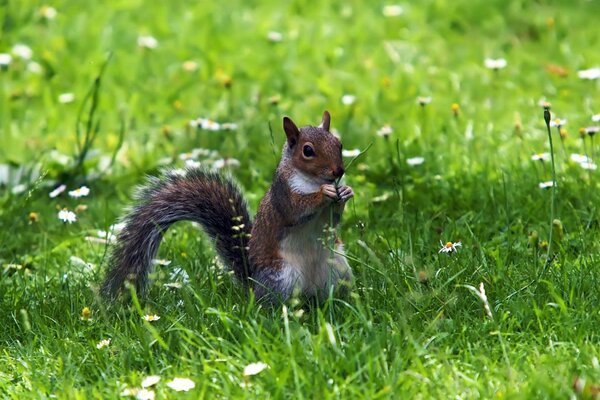 Sitting squirrel on the green grass