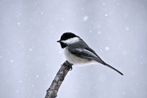 Tit sentado en una rama en invierno