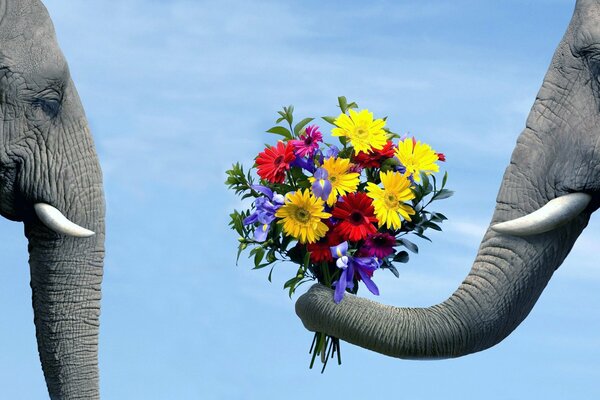 L éléphant tient dans le tronc un bouquet de fleurs et s étend de l éléphant