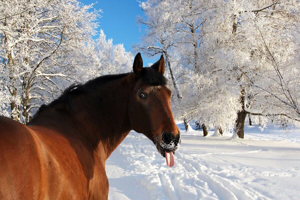 Un caballo saca la lengua en invierno