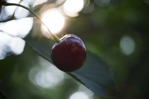 Foto de cerezas cerca en los rayos del atardecer