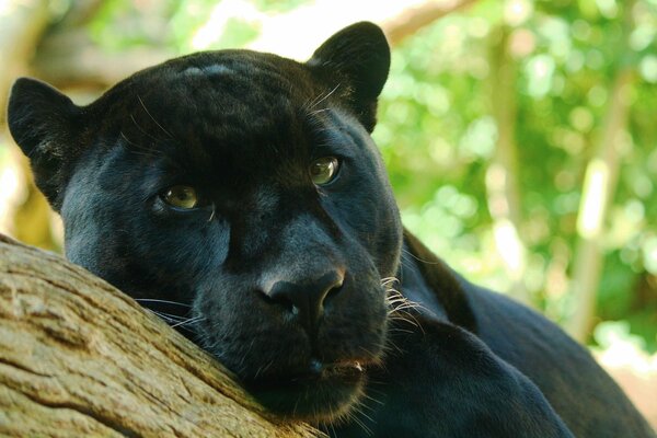 Cabeza de Pantera negra tendida en un árbol